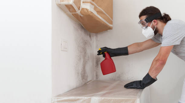 Professional Basement Mold Removal technician working in Dublin, TX
