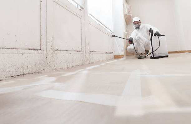 24/7 Emergency Basement Mold Removal experts in Dublin, TX
