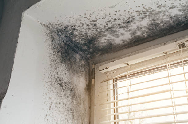 Affordable Basement Mold Removal solutions in Dublin, TX