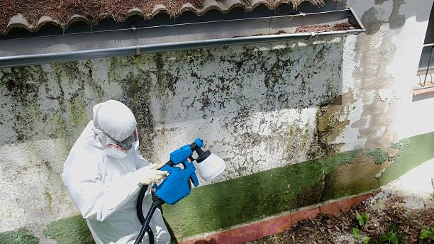 Top rated local Basement Mold Removal specialists in Dublin, TX